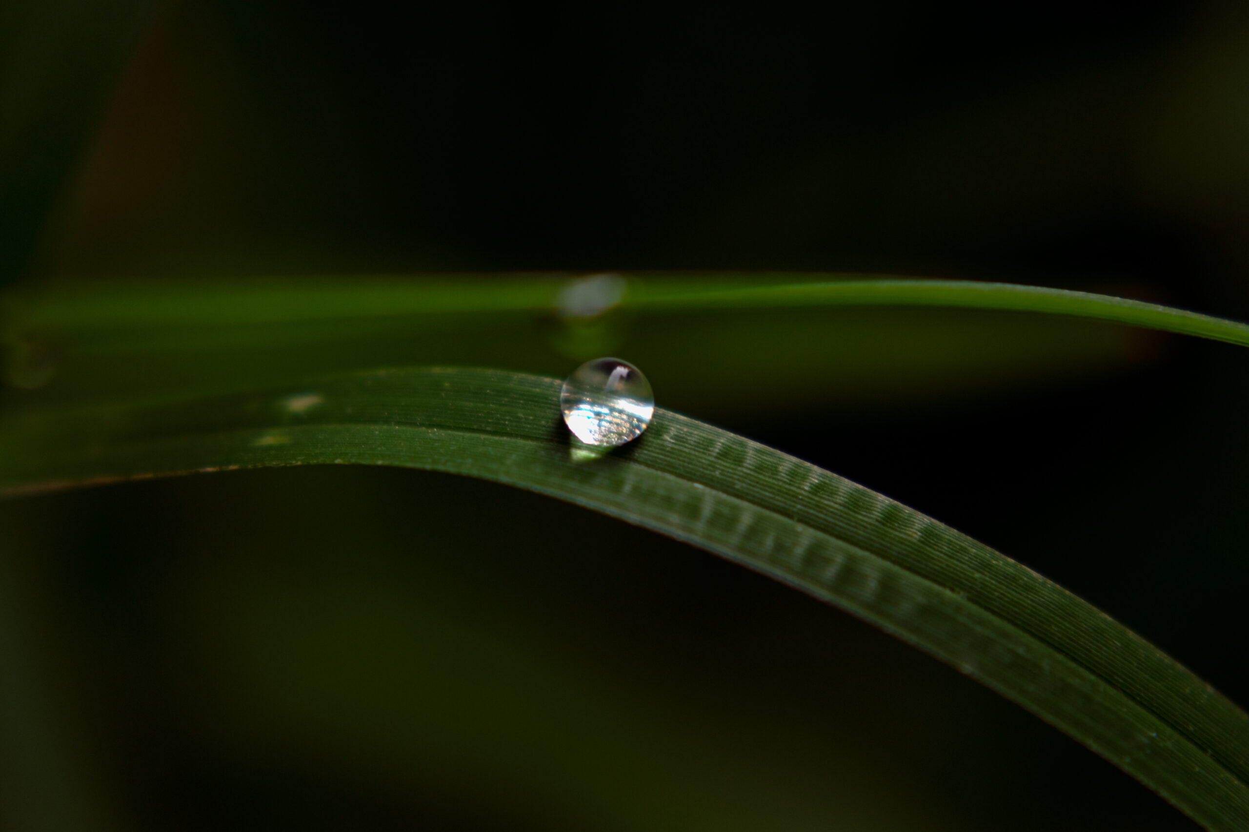 drop of dew on grass